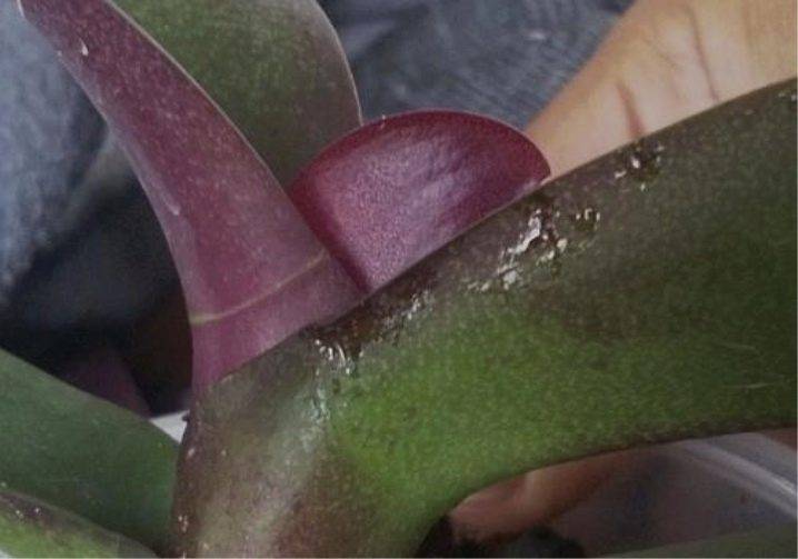 Как избавиться от мучнистого червеца на орхидее? 10 фото как с ним бороться в домашних условиях? чем можно обработать растение? лечение цветка химическими и народными средствами