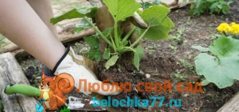 Выращивание тыквы из семян и уход за ней в открытом грунте и в теплице на даче, фото