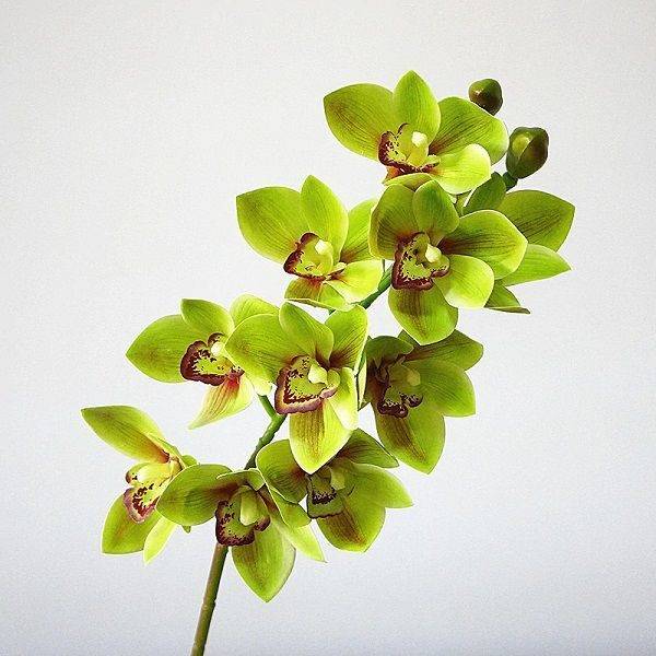 Редкие цветы или каких цветов можно встретить орхидеи?