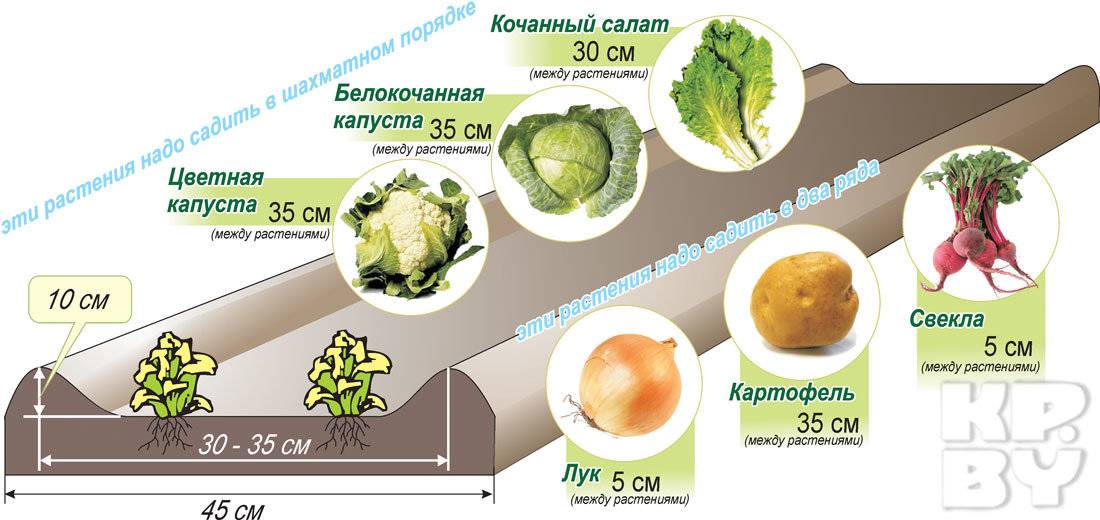 Выращиваем картофель по митлайдеру