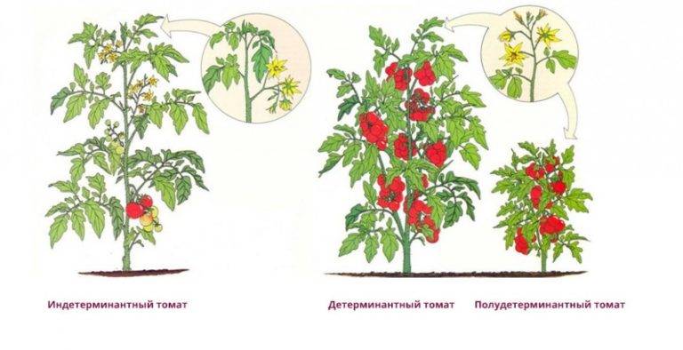 Лучшие сорта детерминантных томатов для открытого грунта и теплицы: самые урожайные и вкусные