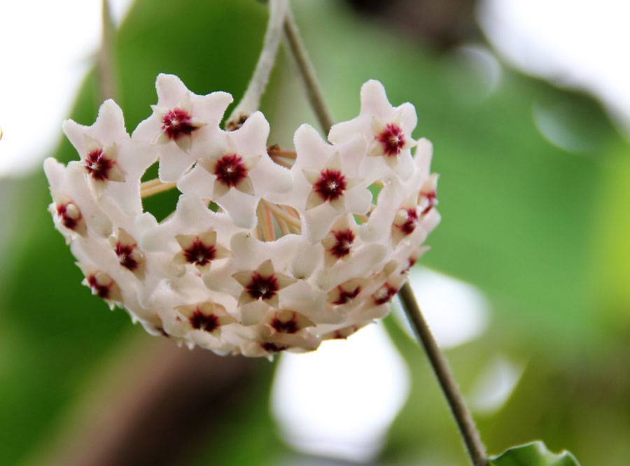 Хойя (hoya). уход, размножение, формирование, цветение. | floplants. о комнатных растениях