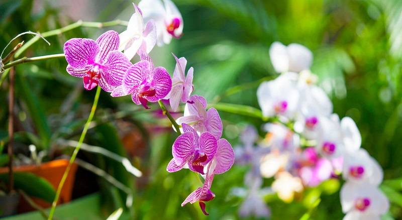 Что делать, если на орхидее появились белые или другие жучки? диагностика, лечение, профилактика