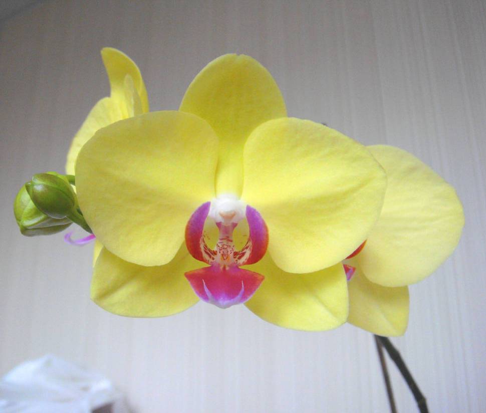 Фаленопсис белый: сорта орхидей с фото, рекомендации по уходу, пересадке и размножению, борьбе с вредителями и болезнями selo.guru — интернет портал о сельском хозяйстве