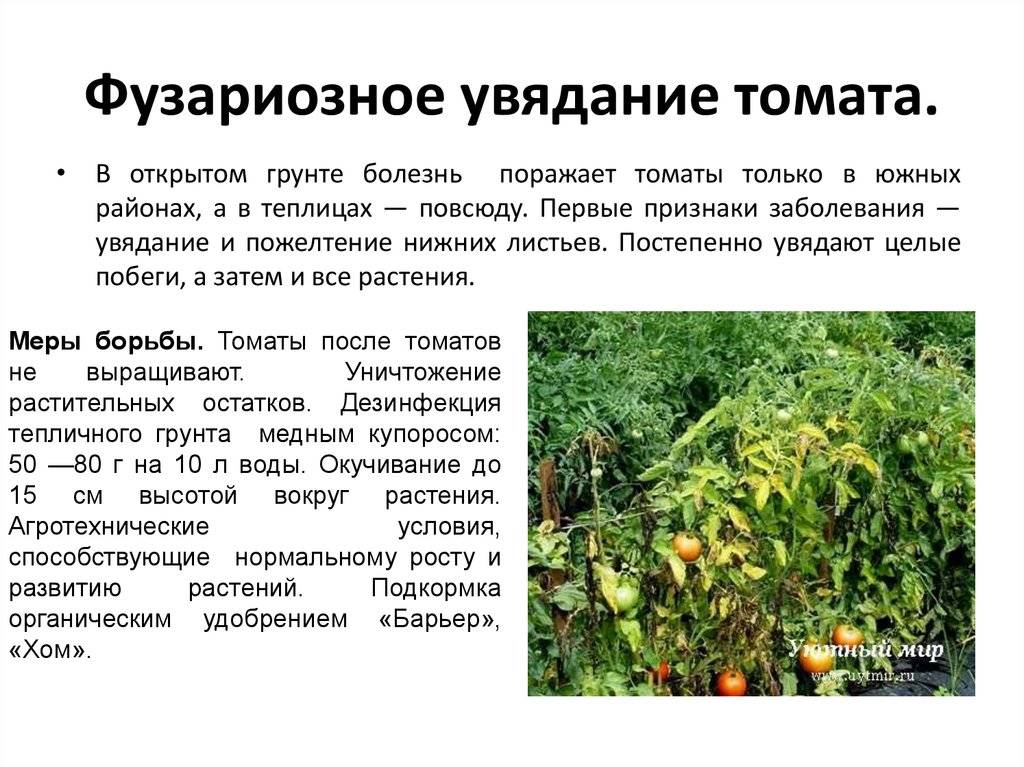 Фузариозное увядание томатов: признаки, лечение и профилактика