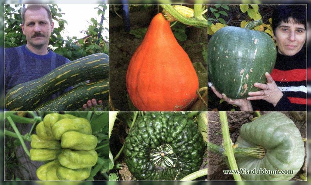 Как получить хороший урожай тыквы: выращивание и уход в открытом грунте, рекомендации огородников со стажем