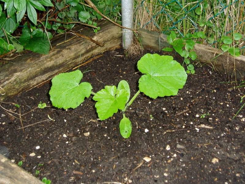 Как выращивать тыкву в открытом грунте и когда ее лучше сажать? рекомендации с видео на ydoo.info