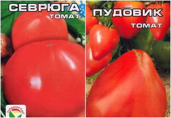 Томат "севрюга": характеристика и описание сорта – все о томатах. выращивание томатов. сорта и рассада.