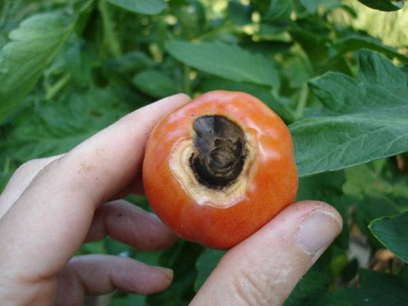 Лечение вершинной гнили на помидорах: химия и народные способы