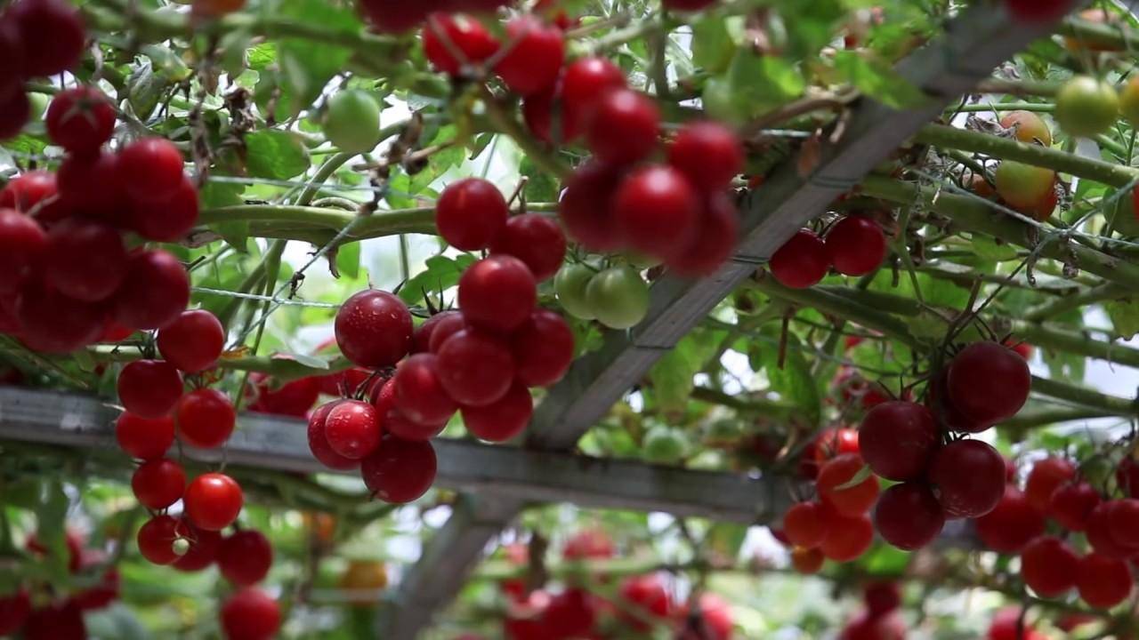 Выращивание помидорных деревьев и фото - topsamoe.ru