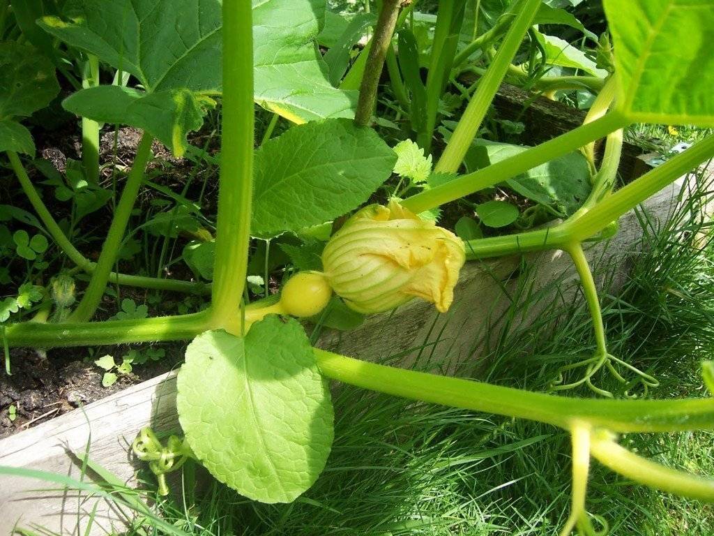 Выращивание тыквы в открытом грунте: правила и способы посадки и особенности ухода