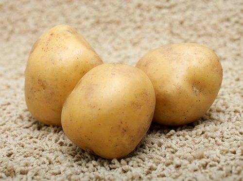 Ранние сорта картофеля - Республиканское унитарное предприятие «Научно-практический центр Национальной академии наук Беларуси по картофелеводству и садоводству»