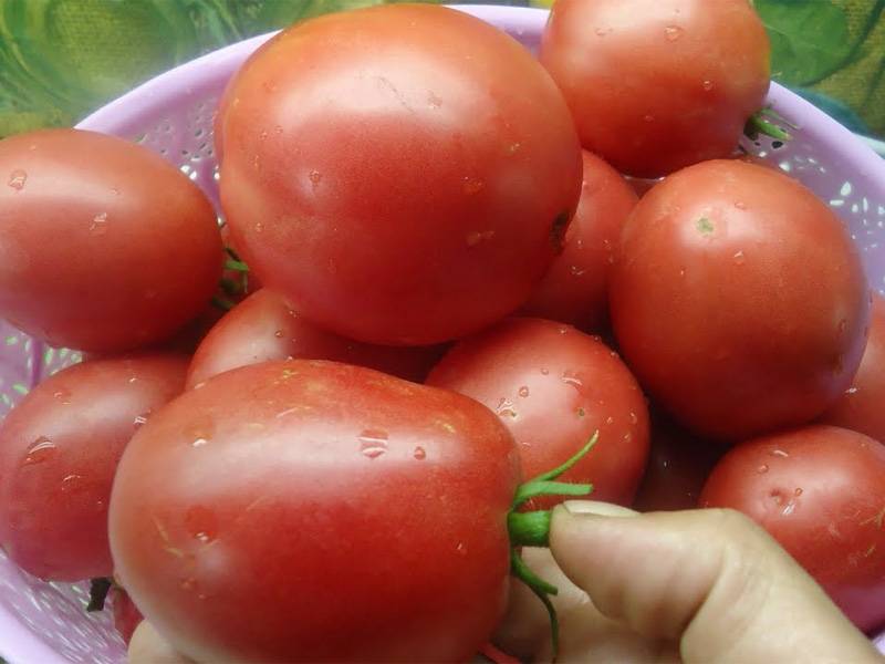 Томат «настенька»: характеристика и описание сорта. преимущества и недостатки – все о томатах. выращивание томатов. сорта и рассада.