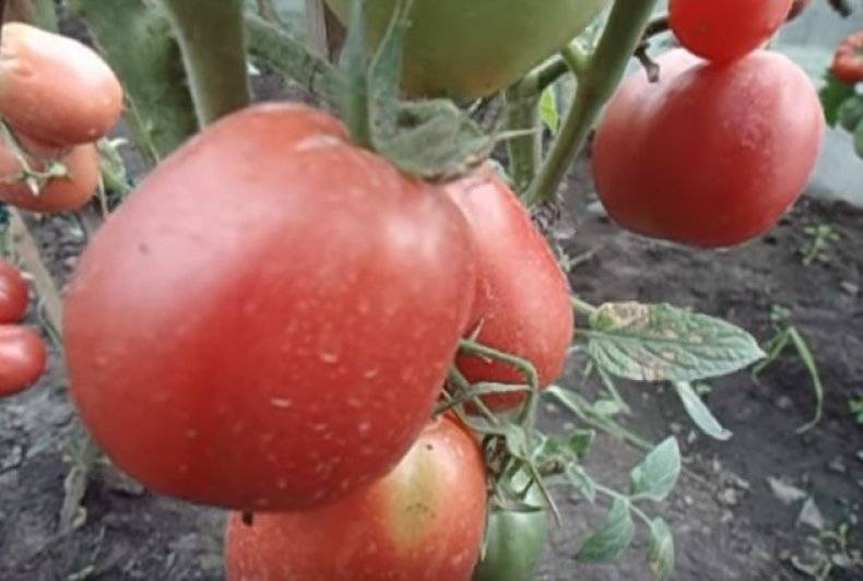 Томат "анастасия": описание сорта, отзывы, фото, урожайность – все о томатах. выращивание томатов. сорта и рассада.