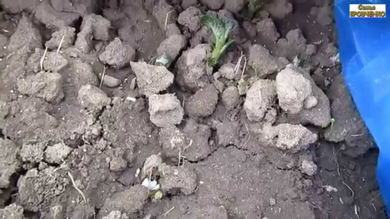 Посадка картофеля глазками, технология выращивания