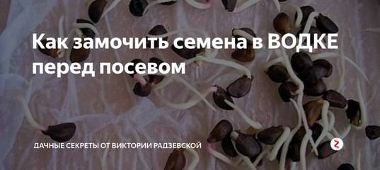 Нужно ли замачивать семена моркови перед посадкой или можно этого не делать, когда надо обязательно проводить процедуру, что лучше для урожайности? русский фермер
