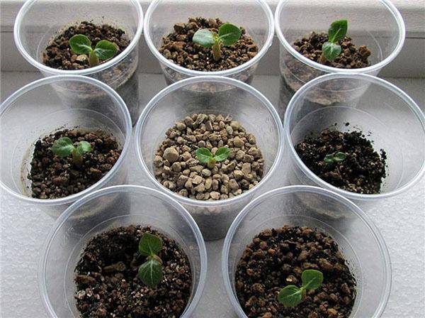 Выращивание адениума из семян: как вырастить адениумы в домашних условиях? посадка семян и последующий уход