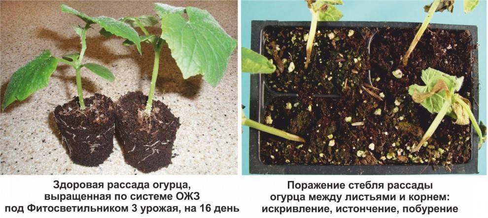 Описание заболевания томатов черной ножки: причины, методы лечения и профилактика