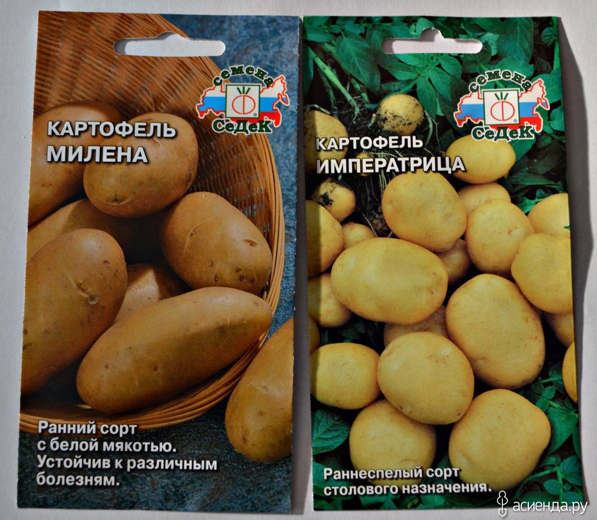Сорт картофеля импала: описание и особенности выращивания