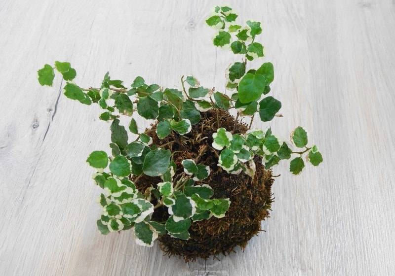 Фикус пумила или карликовый (ficus pumila). уход, размножение дома. | floplants. о комнатных растениях