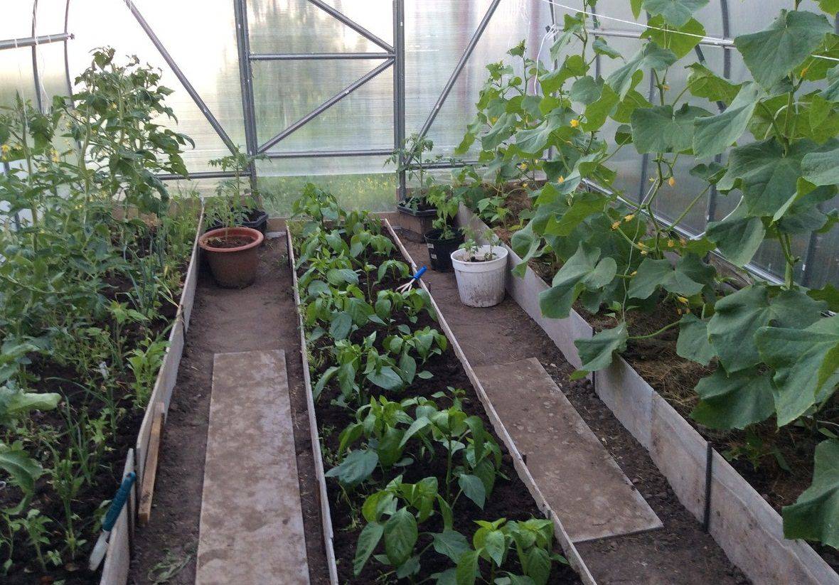 Что можно сажать и выращивать в теплице вместе с помидорами? можно ли посадить рядом томат и землянику? русский фермер