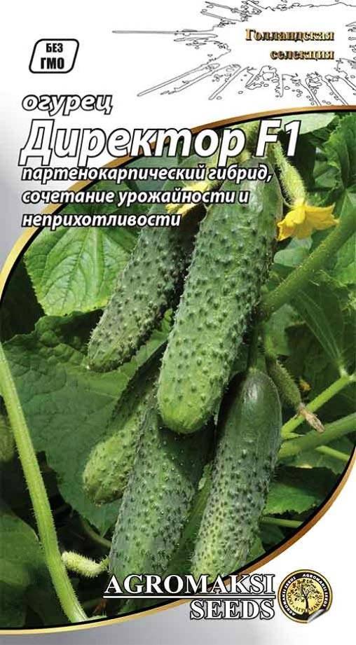 Огурец бьерн f1: описание сорта, отзывы, фото, урожайность