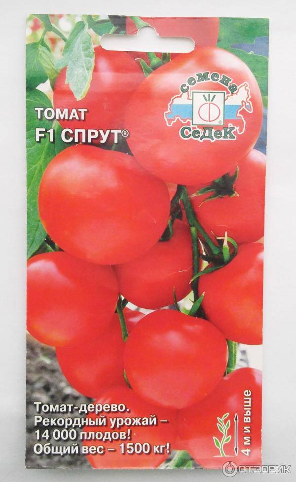 Выращивание томатного дерева спрут в открытом грунте: правила ухода и формирования