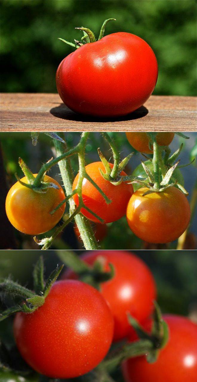 Чем подкормить помидоры? лучшие народные и современные средства для подкормки томатов во время цветения (155 фото и видео)
