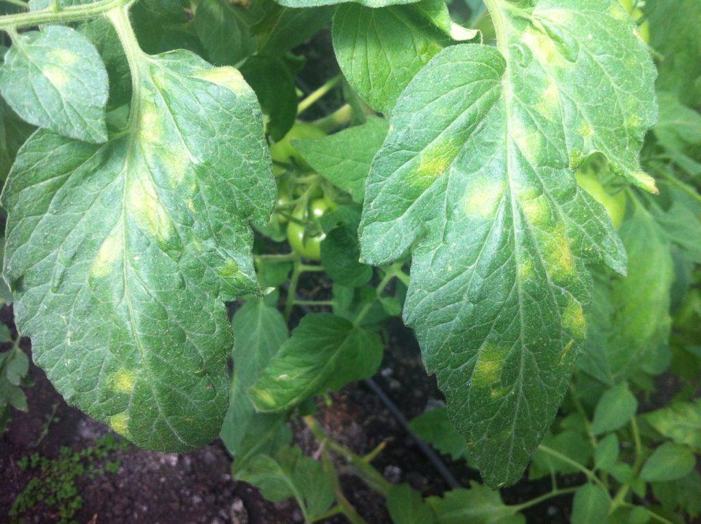 Белые пятна на листьях помидорной рассады: причины появления