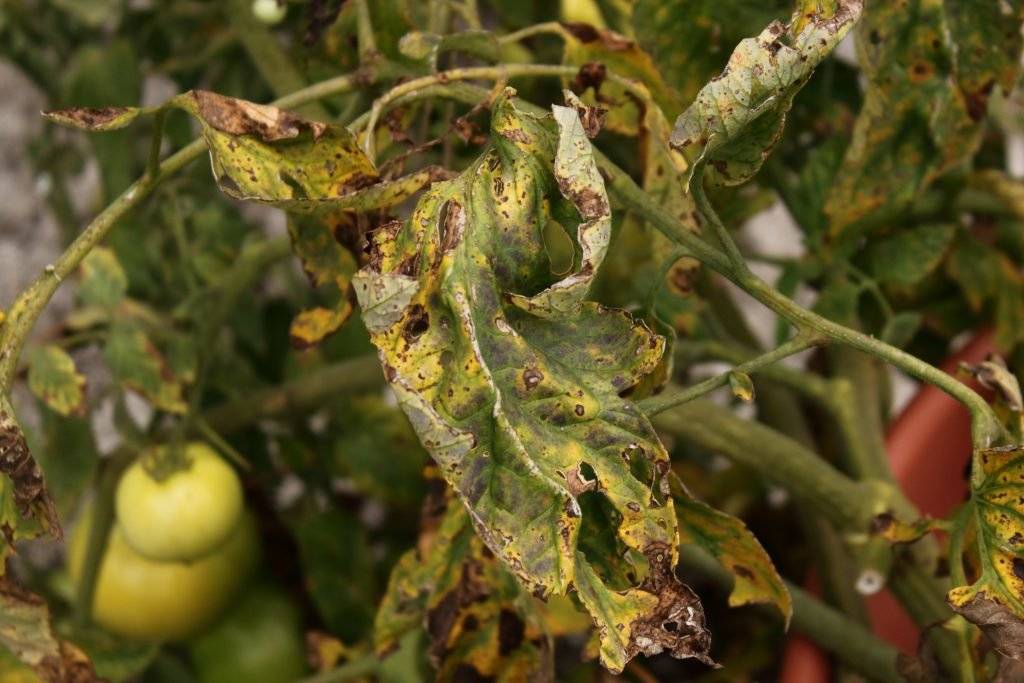 У рассады помидоров вянут листья: причина