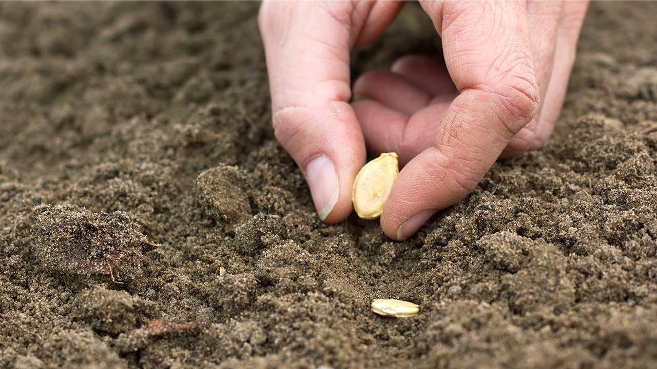 Посадка тыквы семенами в открытый грунт весной - правила и сроки посадки
