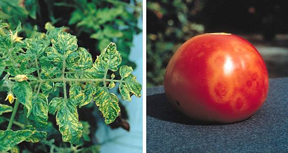 Мозаика томатов: табачная и пепино, фото помидоров и рассады в теплице и открытом грунте, пораженных болезнью, их лечение, а также как бороться с вирусом?
