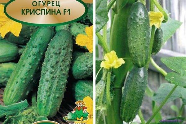 Огурец спино: описание сорта с фото, посадка и уход, сбор урожая