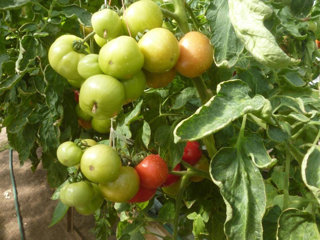 Обработка томатов трихополом от фитофторы