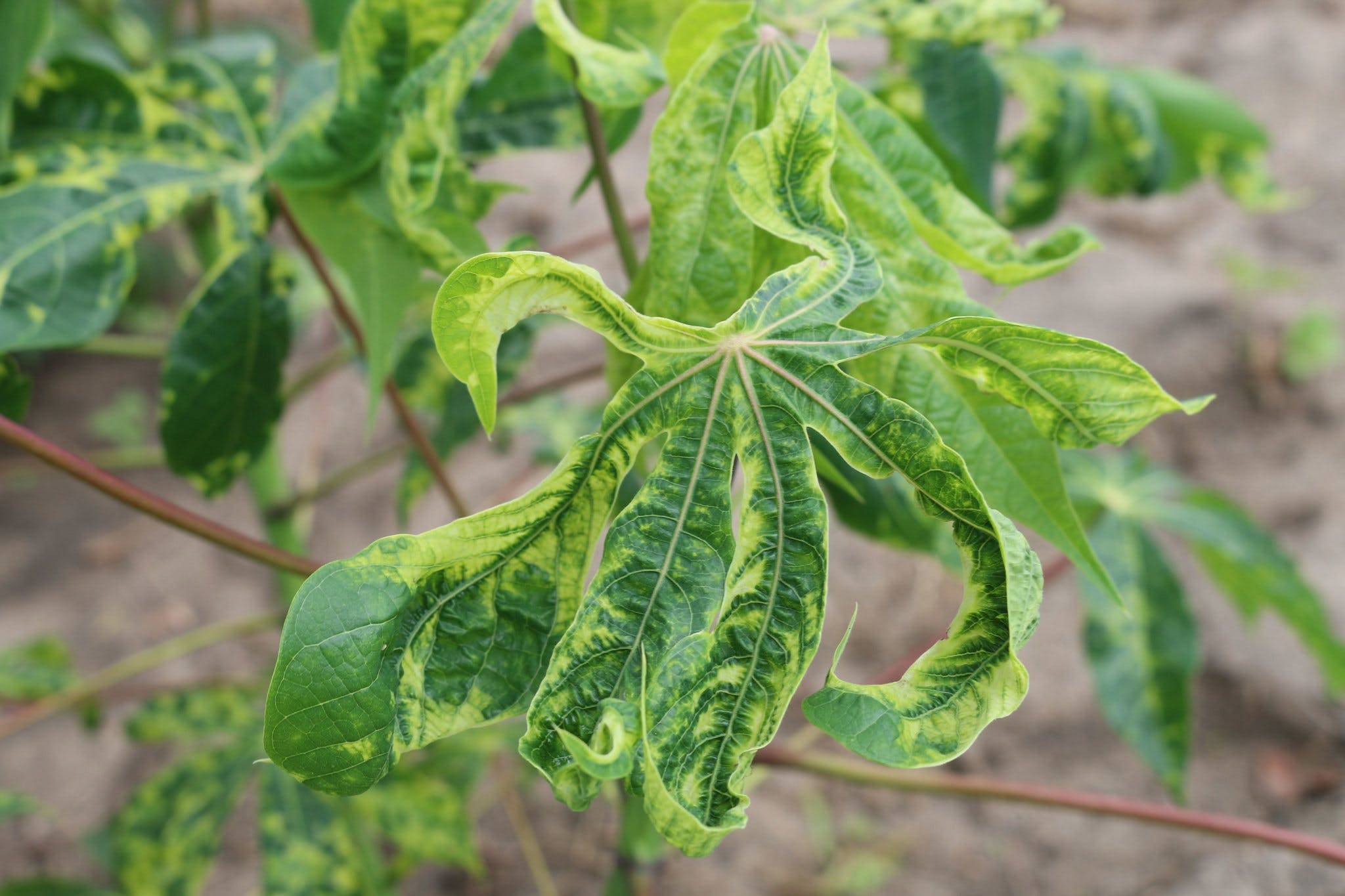 Вирус табачной мозаики: лечение растений