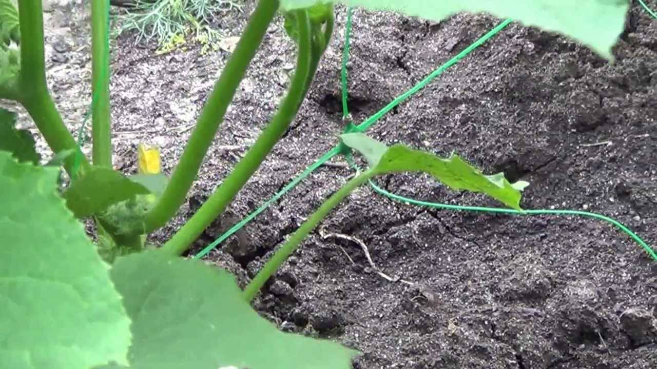 Выращивание и уход за огурцами в теплице: советы ганичкиной, фото, видео