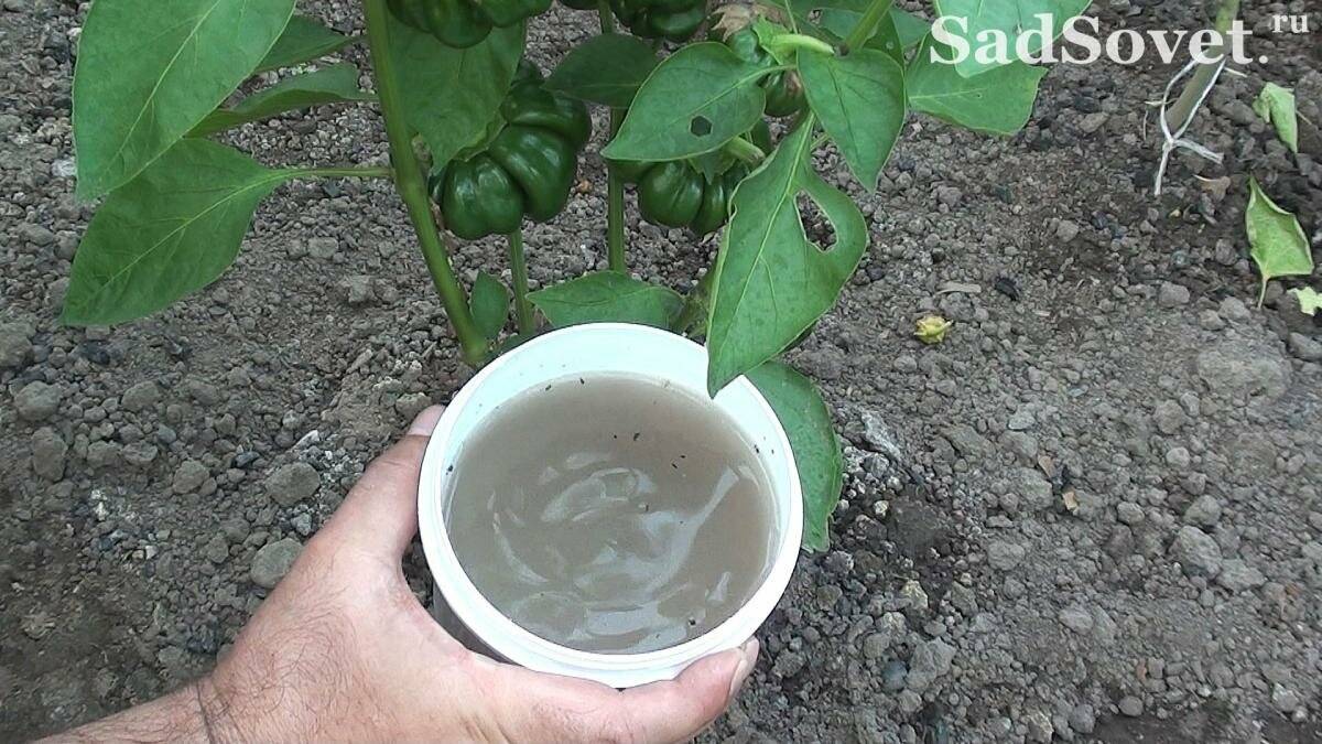 Узнайте, чем подкормить помидоры во время цветения, и урожай будет обильным!