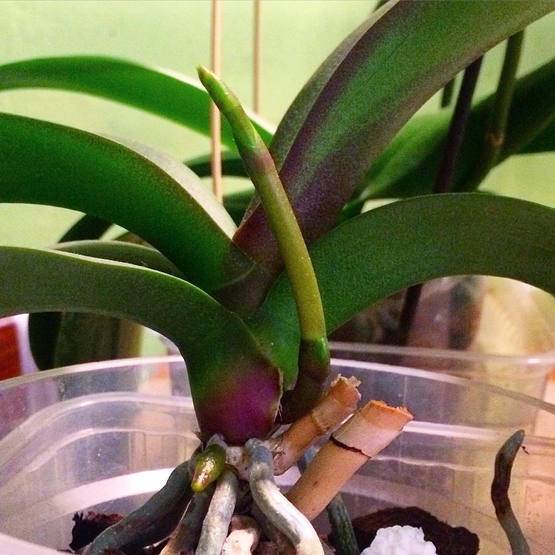 Важные факты о цветоносе орхидеи и уходе за растением в период роста стрелки