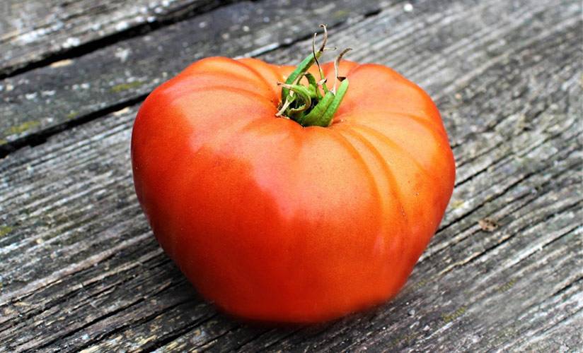 Сорт томата толстые щечки фото отзывы описание характеристика и урожайность - дневник садовода zemla43.ru