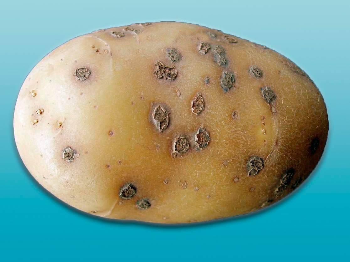 Какие заболевания клубней могут уничтожить весь урожай картофеля