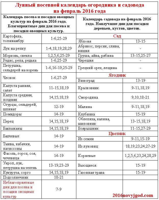 Правильная посадка моркови семенами в грунт