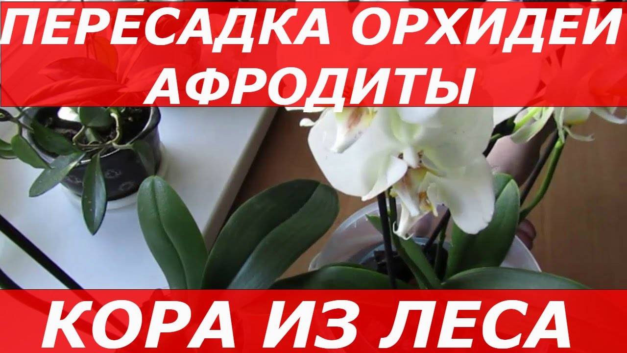 Орхидея фаленопсис: описание растения, уход и размножение в домашних условиях, фото видов с названиями