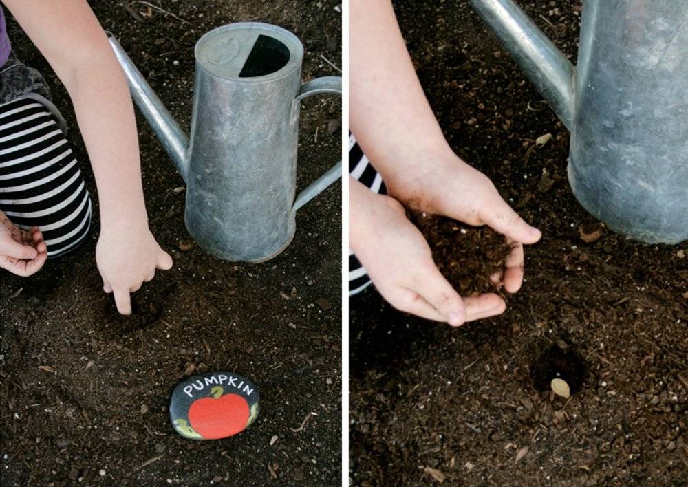Как сажать тыкву семенами в открытый грунт: уход, фото