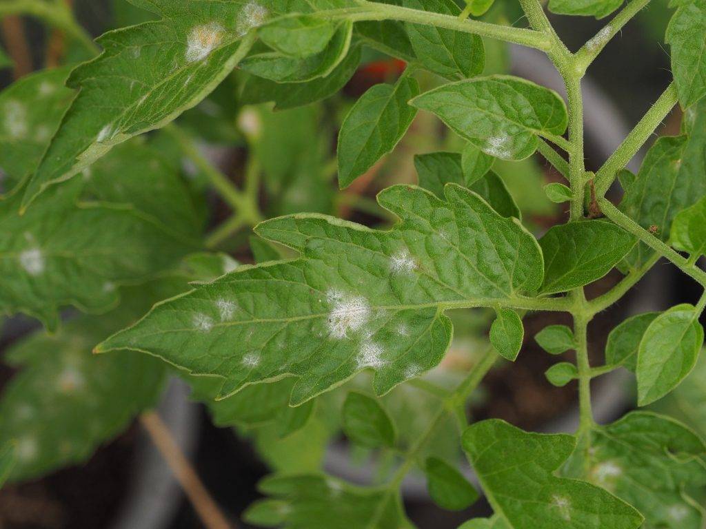 Почему появляются белые пятна на листьях рассады помидор
