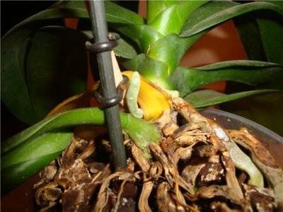 Почему сохнут корни у орхидеи? причины и реанимация