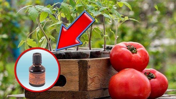 Чем подкормить помидоры: составы и рецепты оптимальной подкормки для большого урожая и быстрого роста (фото + видео)