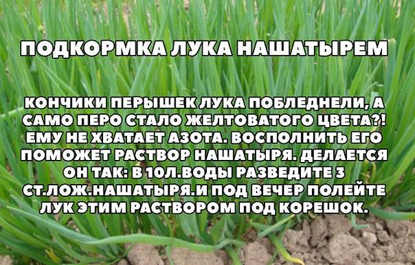 Чем подкормить лук, чтобы был крупный - самые эффективные способы