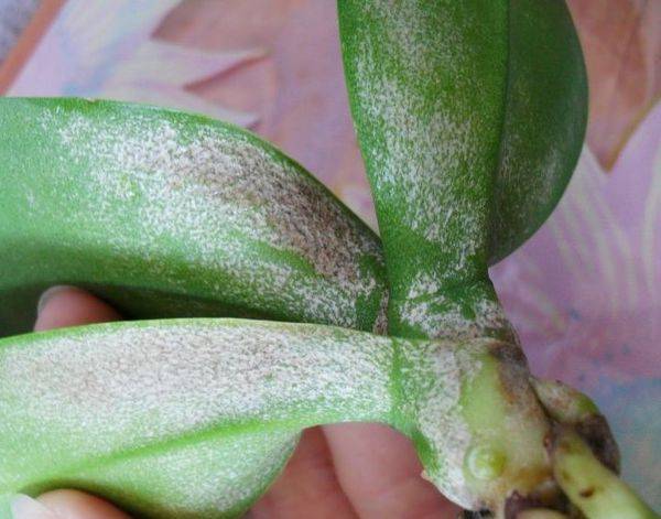 Что делать, если на листьях орхидеи появились липкие капли или налет?