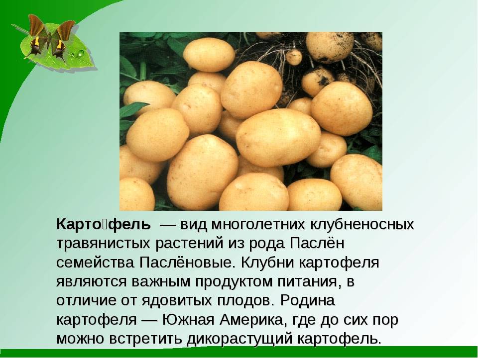 Картофель кратко. Родина картофеля. Плод картофеля. Картофель культурный. Сорта культурных растений картофель.