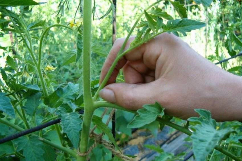 Выращивание томатов на двух корнях